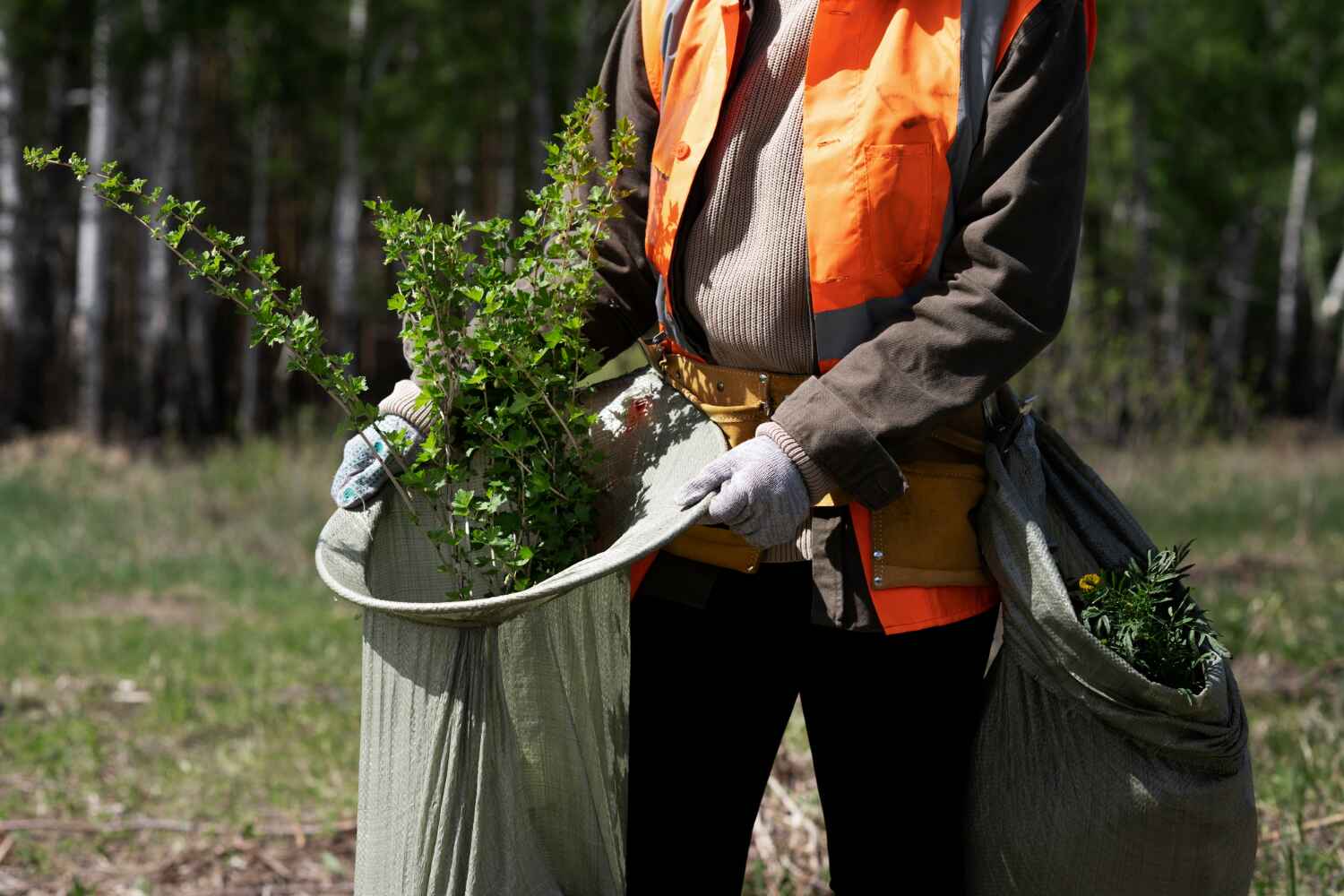 Professional Tree Service in Belle Isle, FL